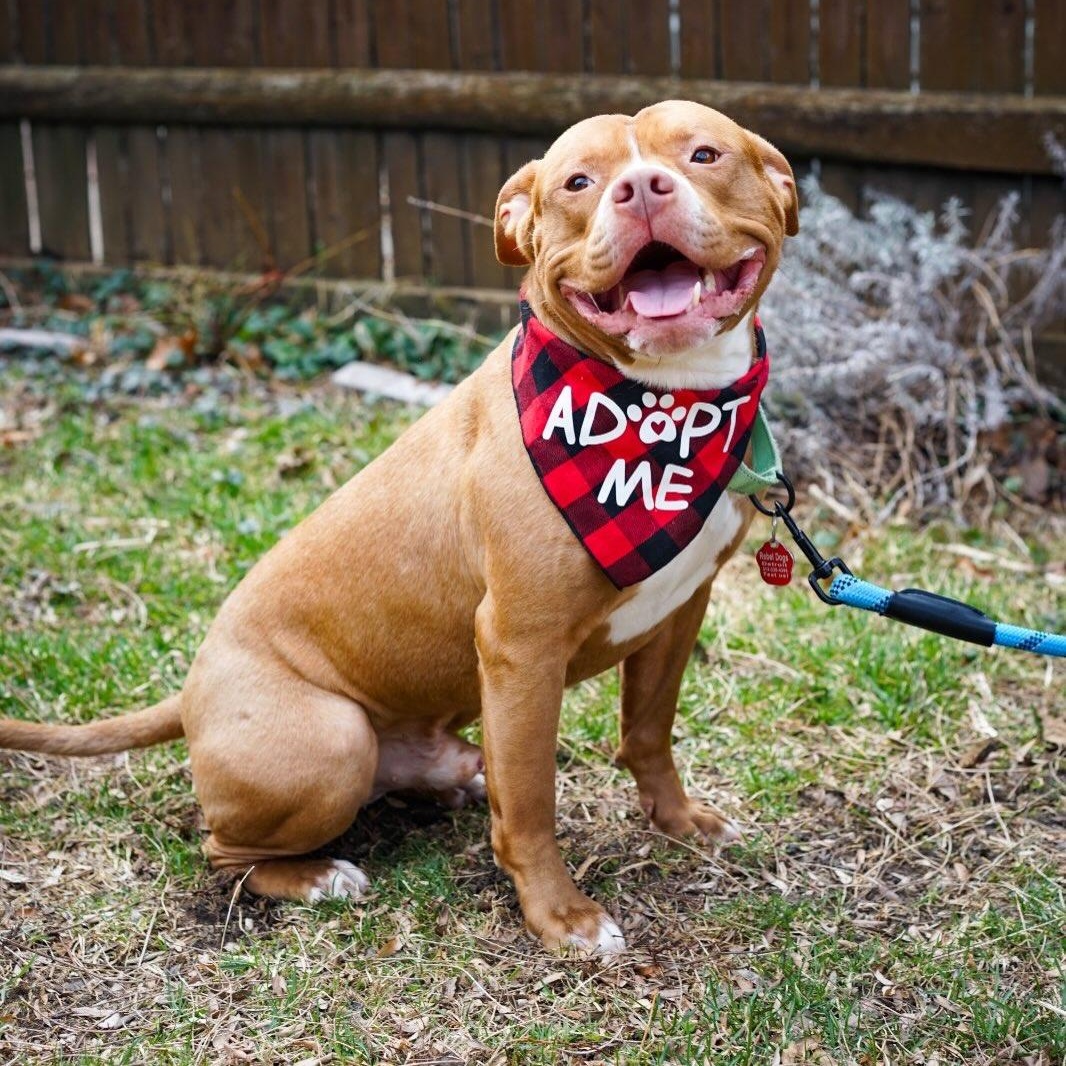 Lobster, adopted, Young Male Staffordshire Bull Terrier.