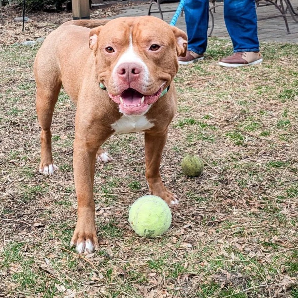 Enlarge Lobster, an adopted mixed breed in Detroit, MI image 5/5