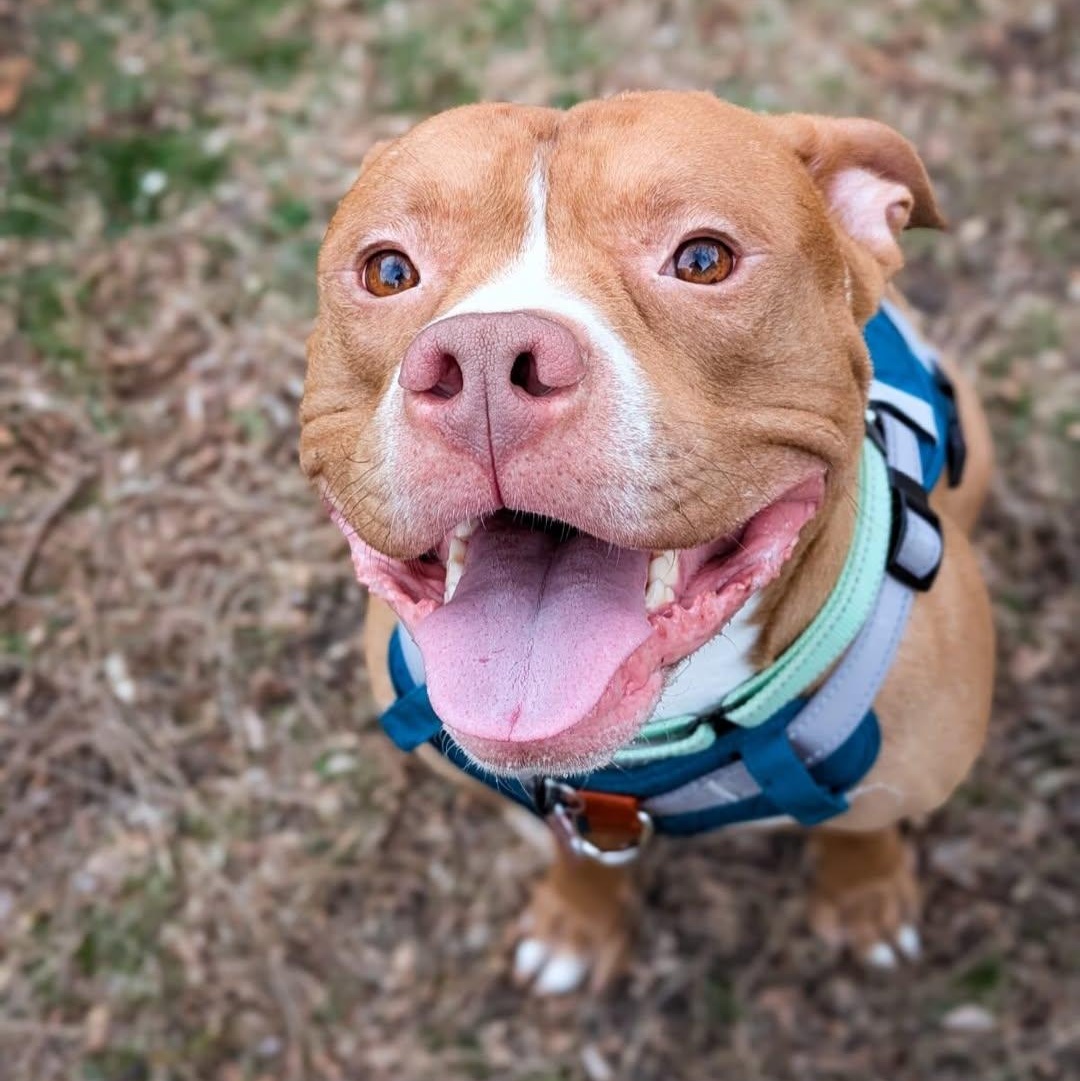 Enlarge Lobster, an adopted mixed breed in Detroit, MI image 3/5