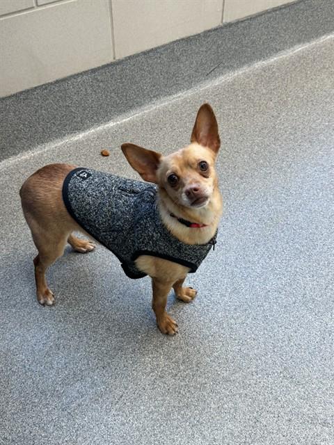 Enlarge PAPI, a Adoptable mixed breed in Leesburg, VA image 1/1