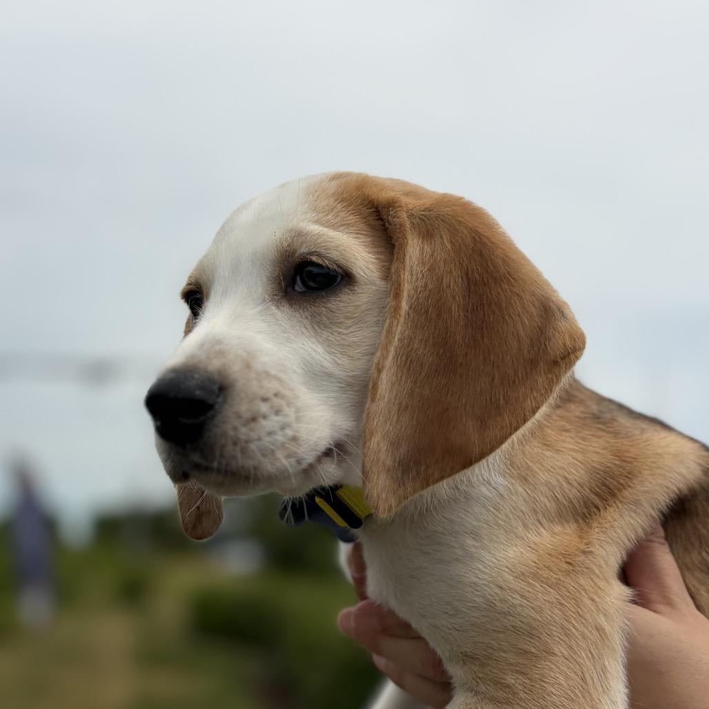 Hawthorne, Adoptable, Puppy Male Hound.