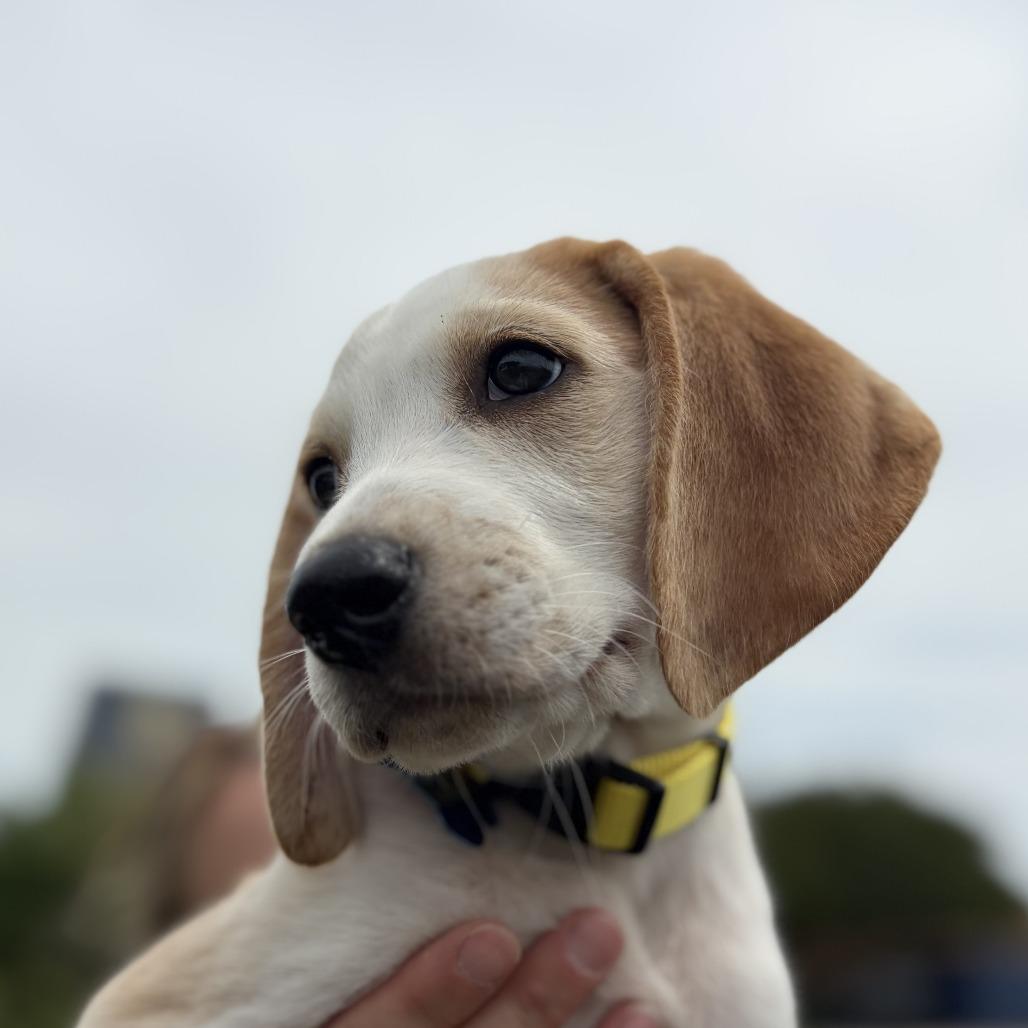 Enlarge Hawthorne, a Adoptable Hound in Chesapeake, VA image 2/3