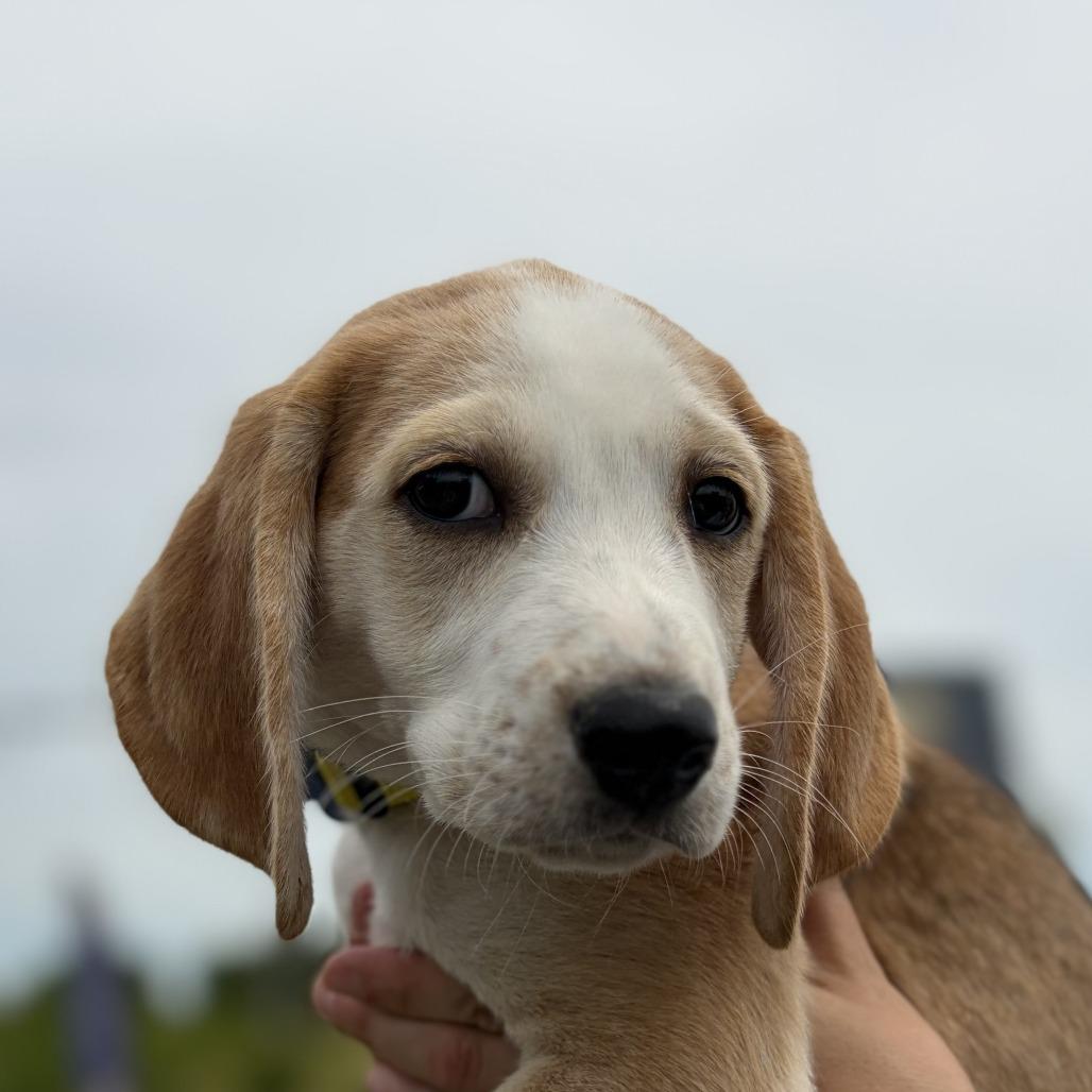 Enlarge Hawthorne, a Adoptable Hound in Chesapeake, VA image 3/3