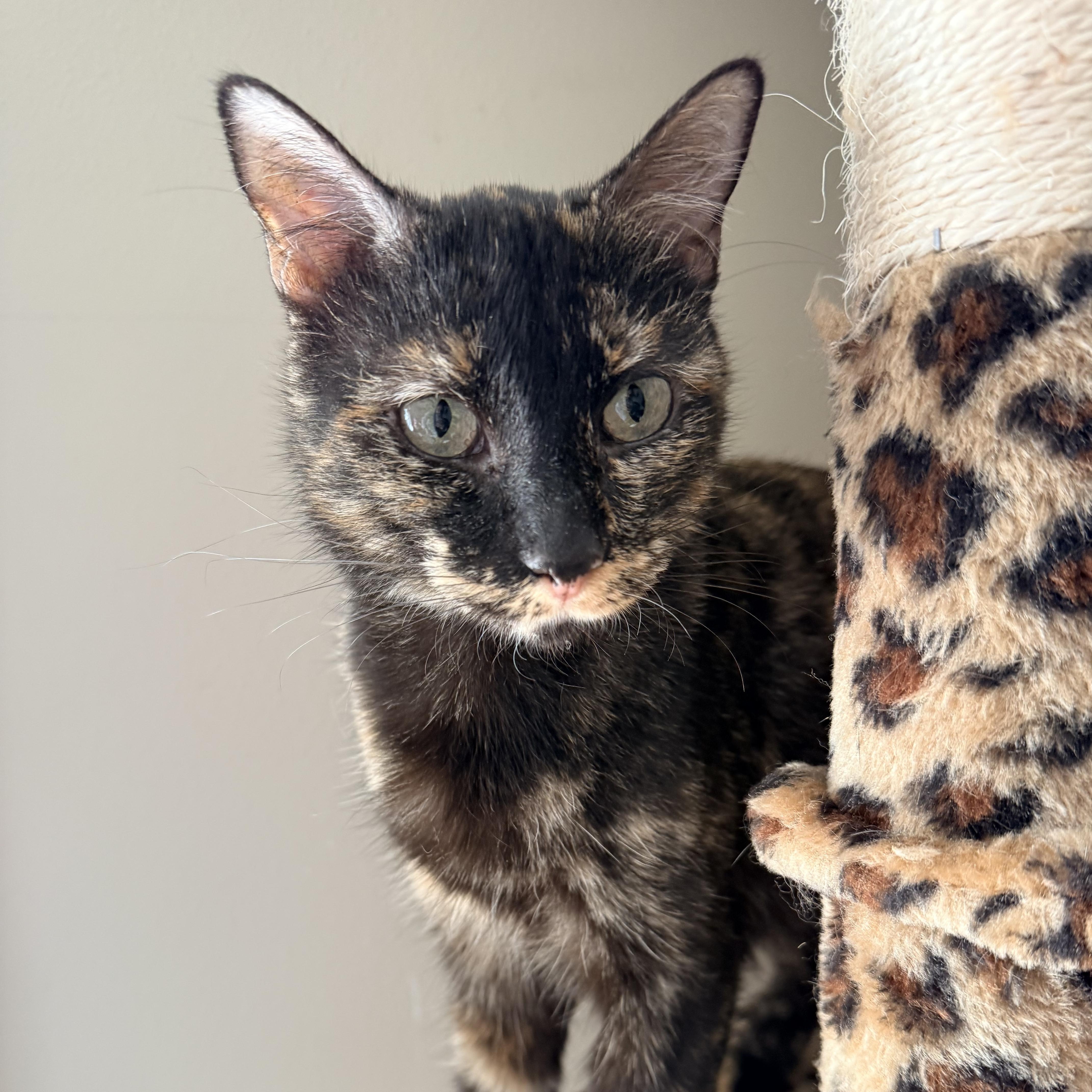 Enlarge Justice, a Adoptable Domestic Short Hair in Sweetwater, TN image 2/4