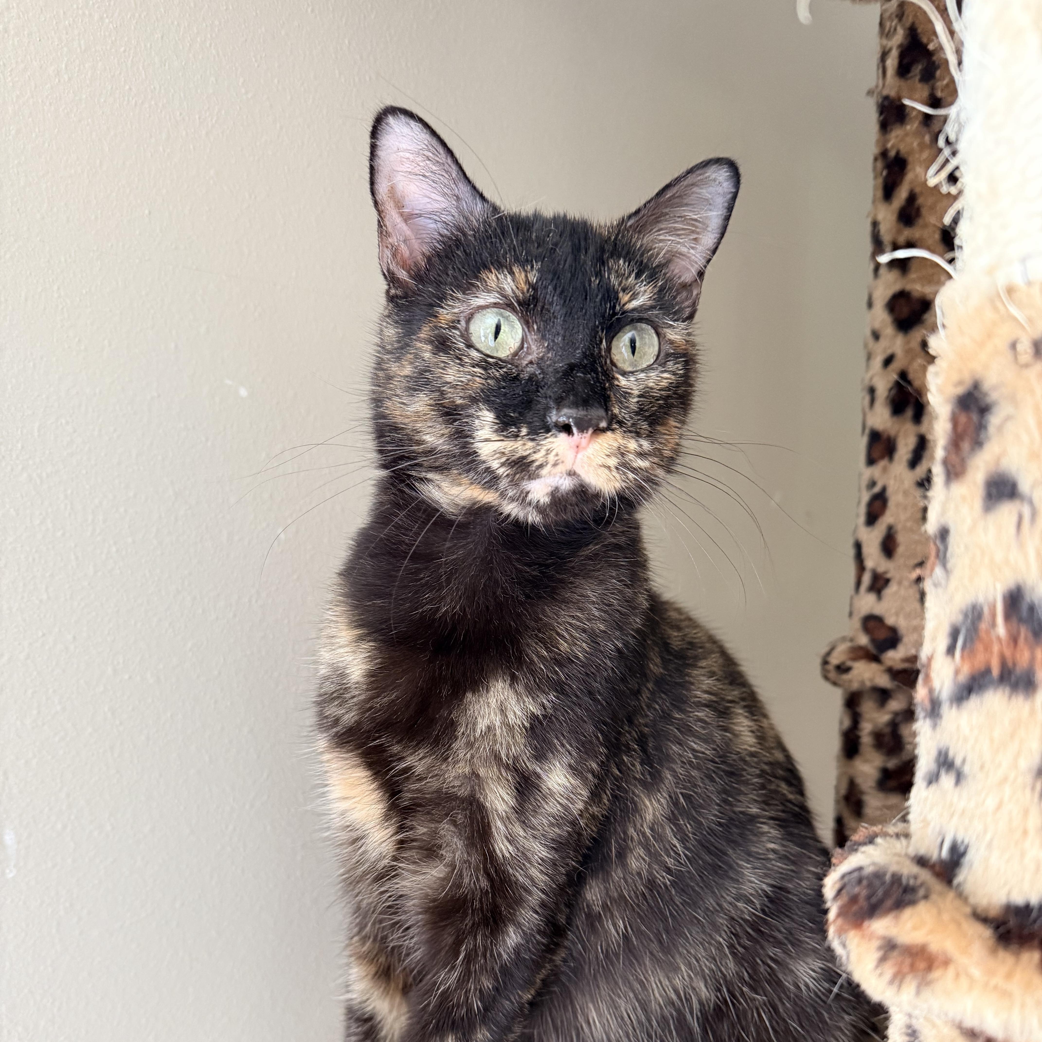 Justice, Adoptable, Young Female Domestic Short Hair.