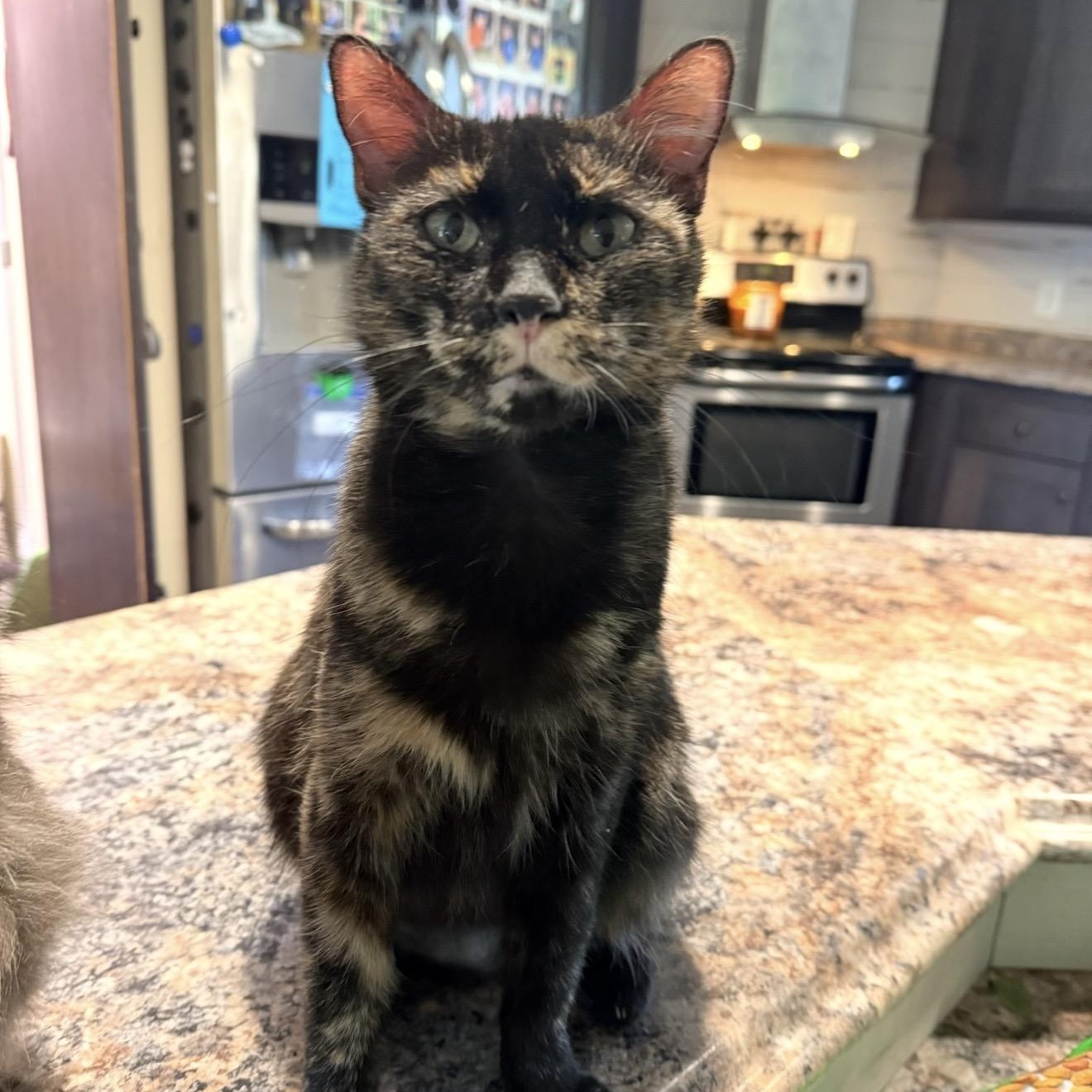 Enlarge Justice, a Adoptable Domestic Short Hair in Sweetwater, TN image 3/4
