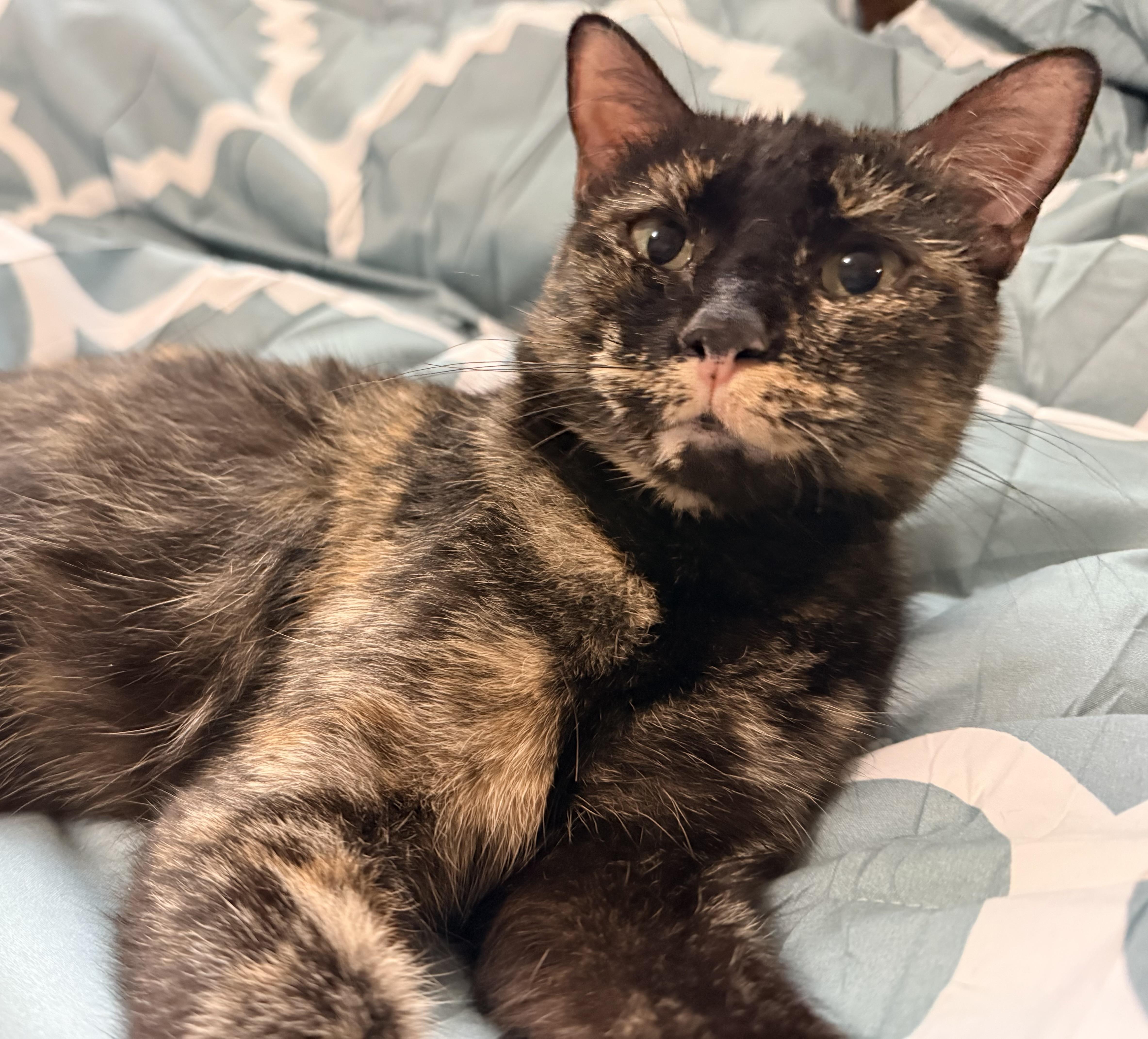 Enlarge Justice, a Adoptable Domestic Short Hair in Sweetwater, TN image 4/4