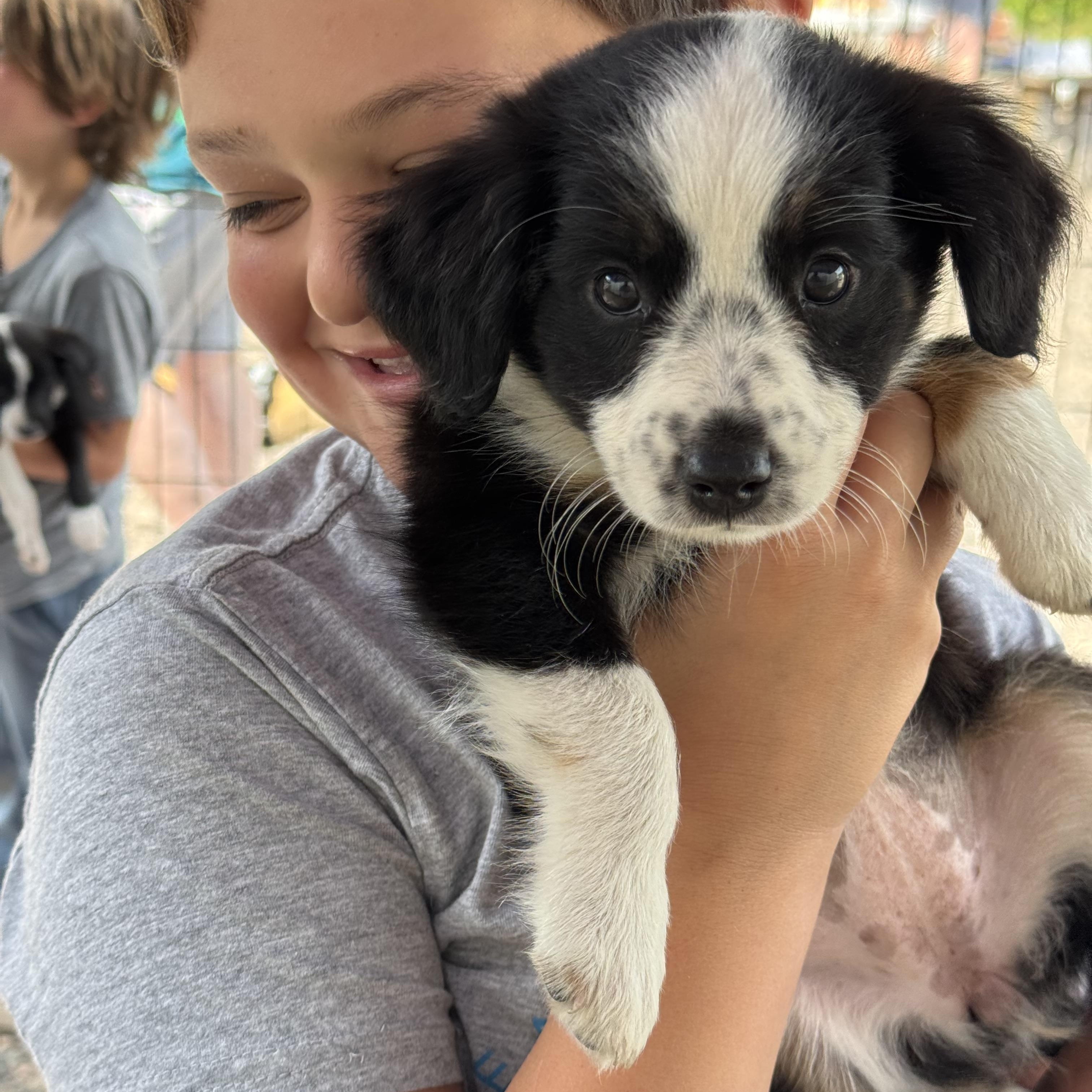 Carrots, Adopted, Puppy Male Australian Shepherd.