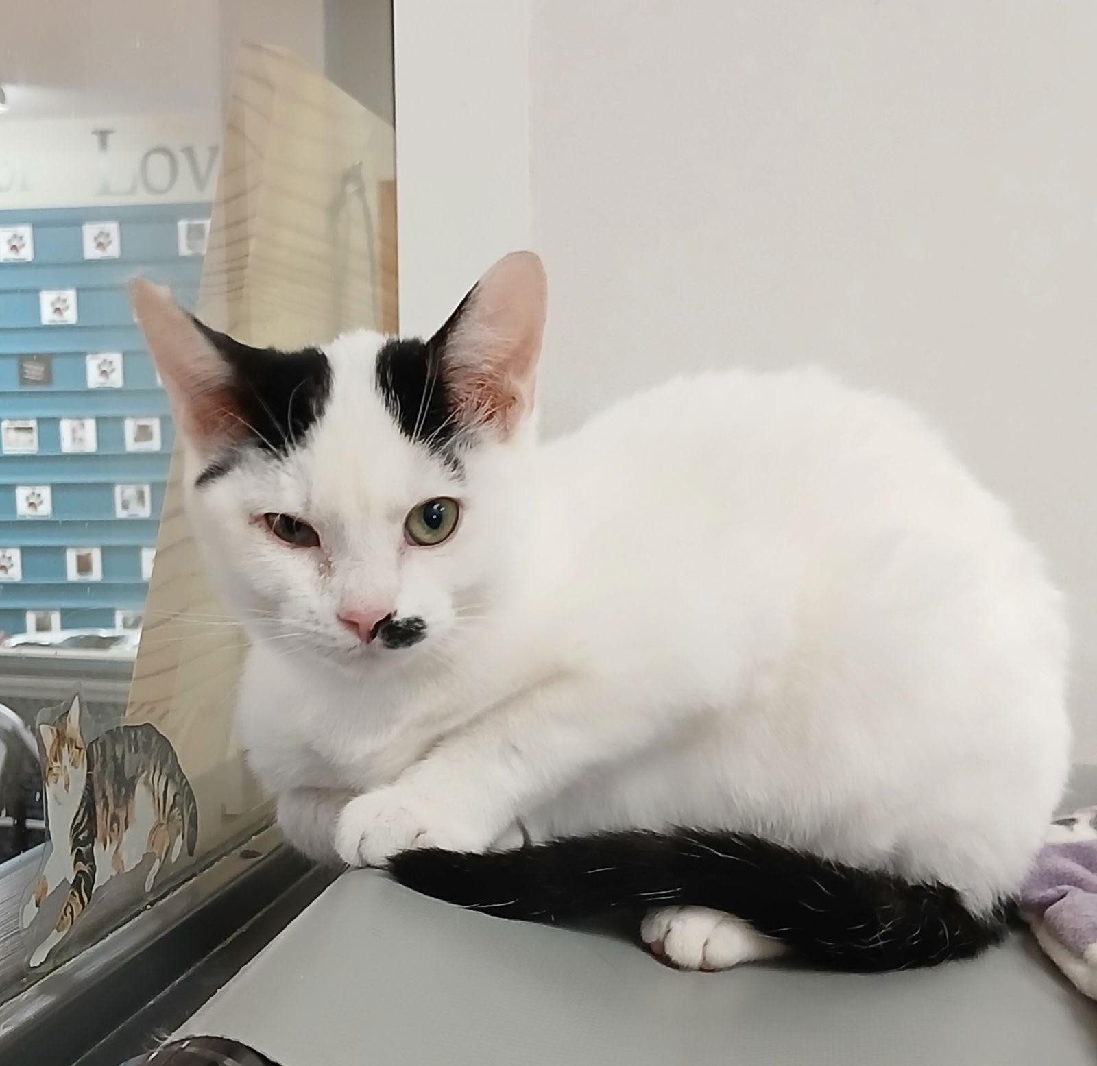 Kirby, Adoptable, Kitten Male Domestic Short Hair.