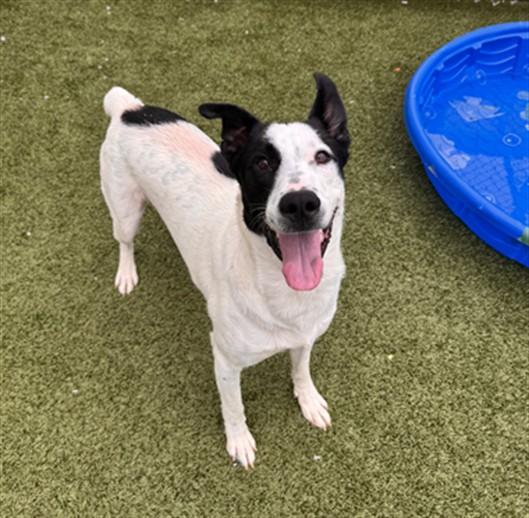 LIMBER, Adoptable, Young Male Mixed Breed.