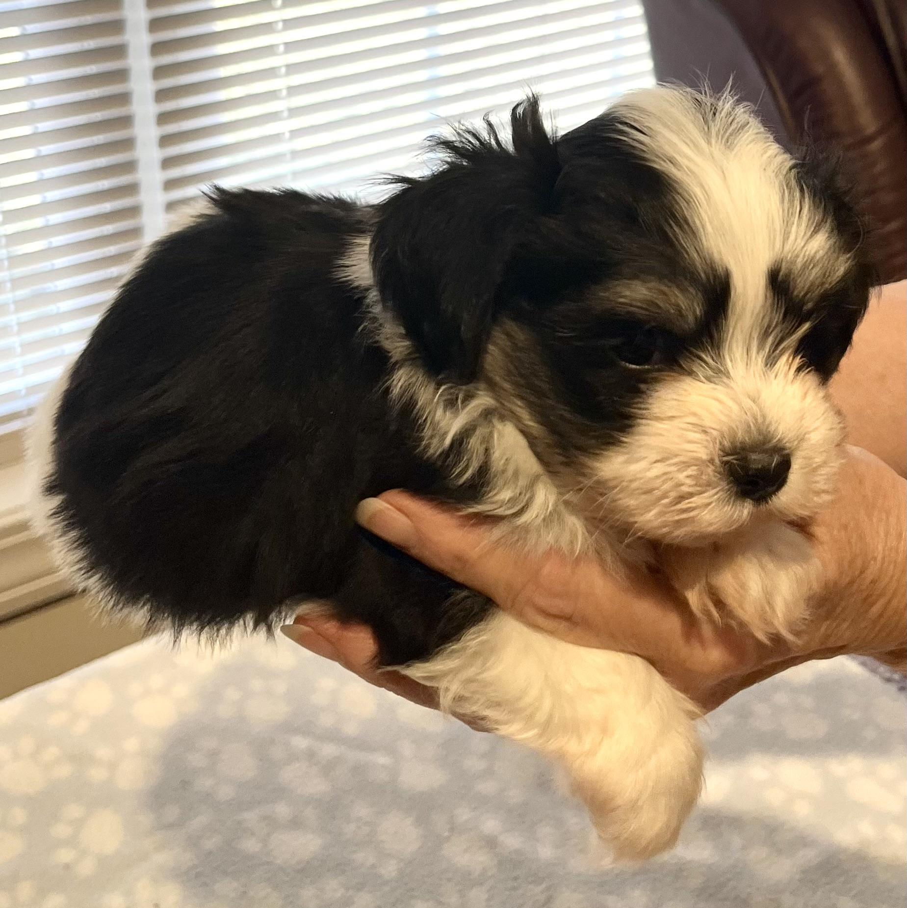 Eddie, a Adoptable Havanese in Far Hills, NJ image 2/4