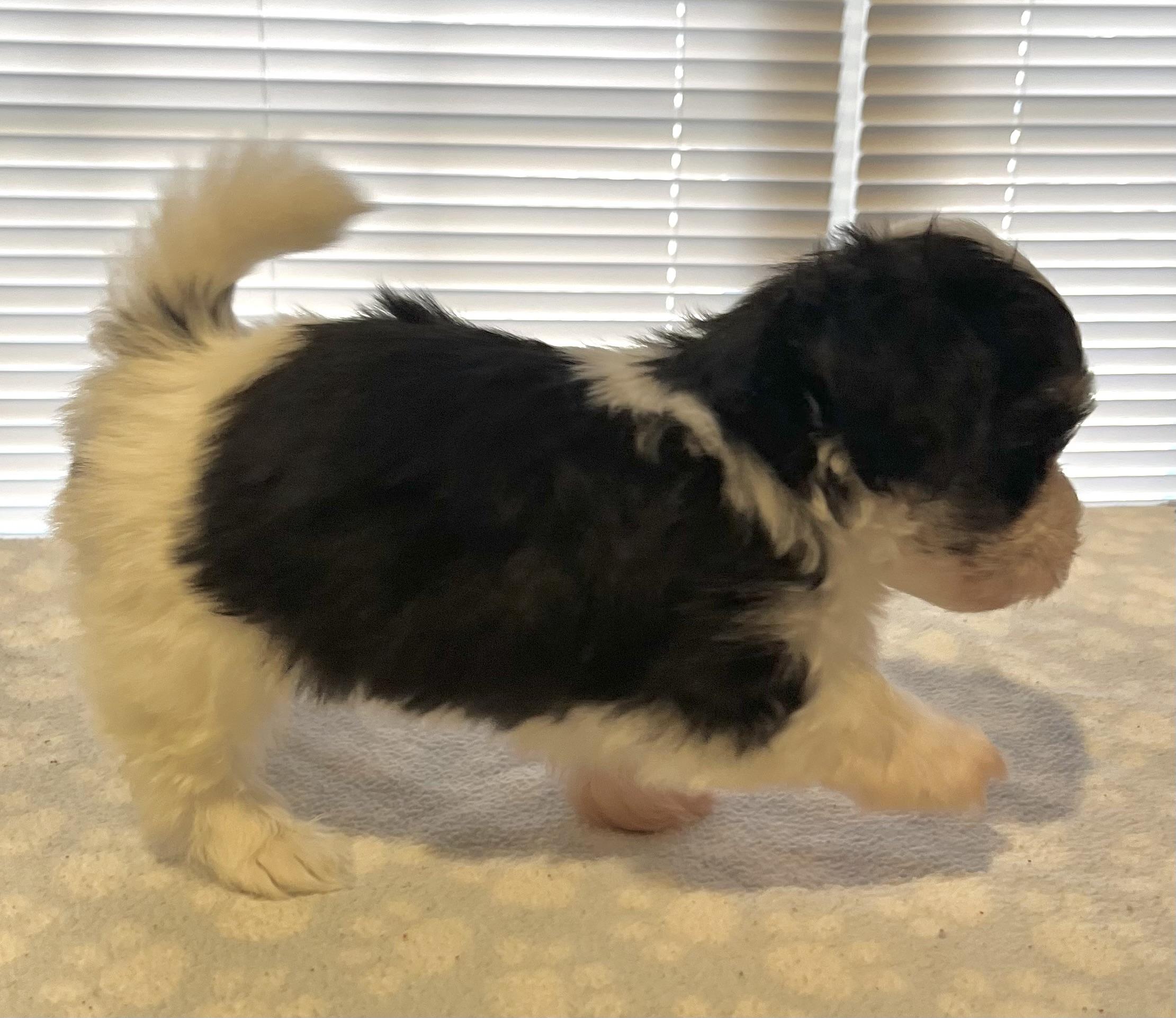 Eddie, a Adoptable Havanese in Far Hills, NJ image 3/4