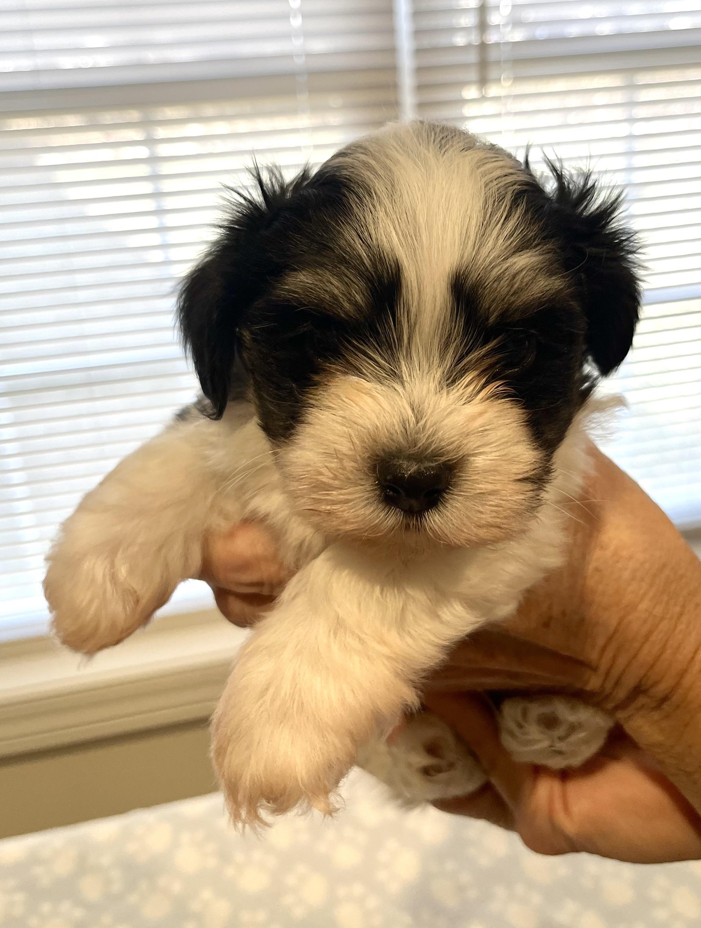 Eddie, Adoptable, Puppy Male Havanese.