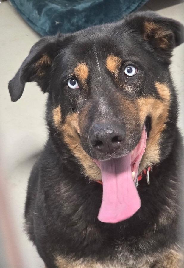 Enlarge Pumpkin Jack, a Adoptable mixed breed in Crandon, WI image 1/2