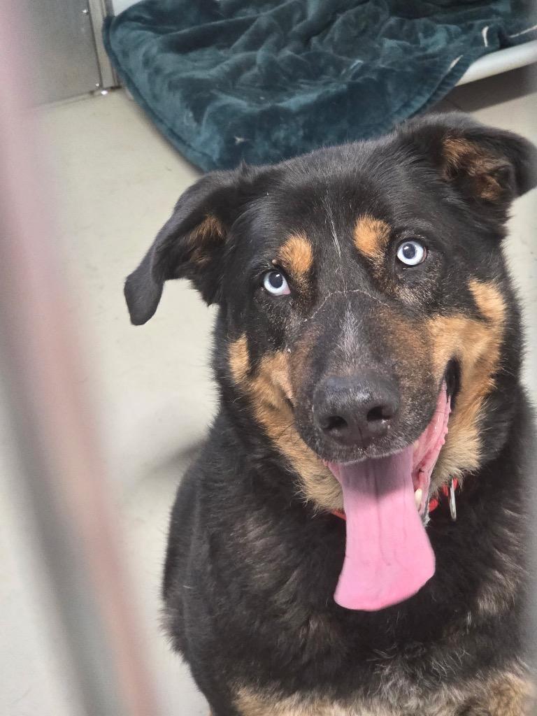 Chunk, Adoptable, Adult Male Mixed Breed.