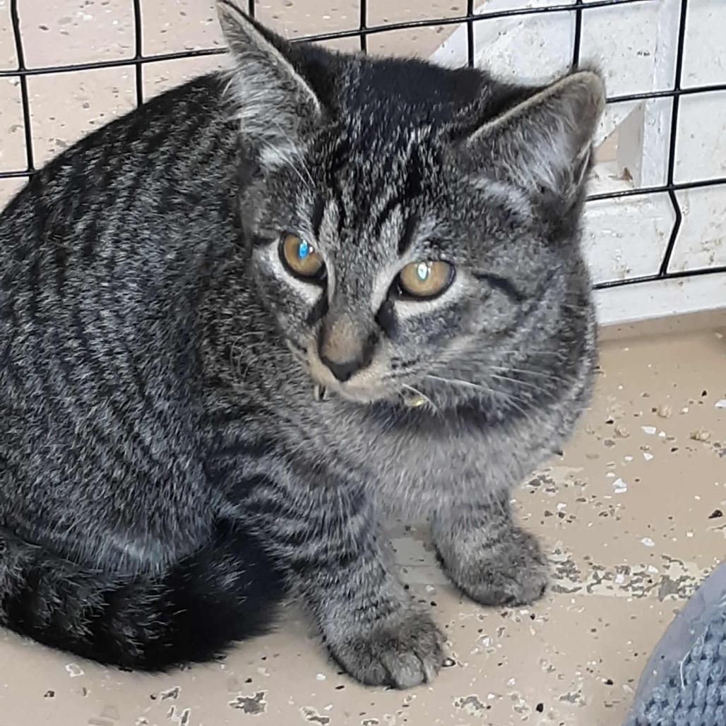 Oscar (blue collar), Adoptable, Kitten Male Domestic Short Hair.