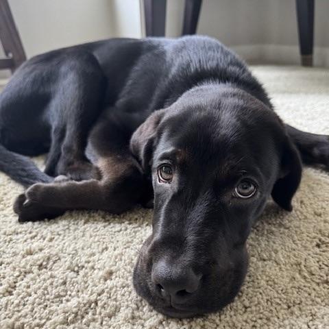 Luca