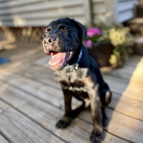 Luca
