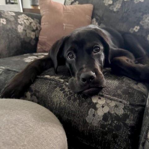 Luca