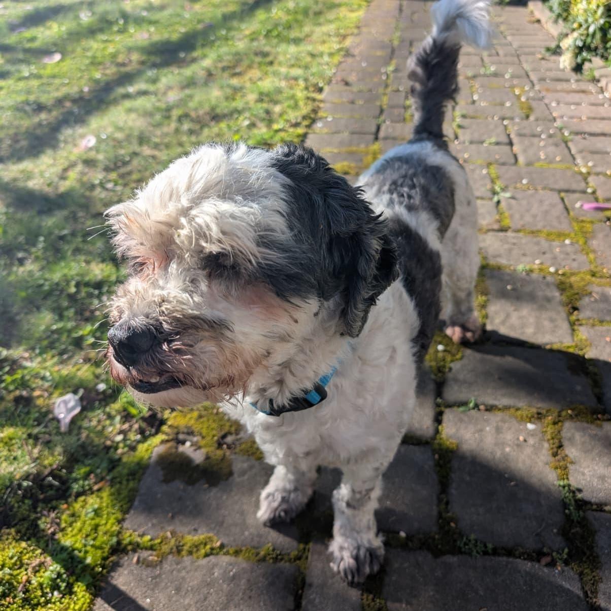 Enlarge Tuckin, a ADOPTABLE mixed breed in New York, NY image 4/6