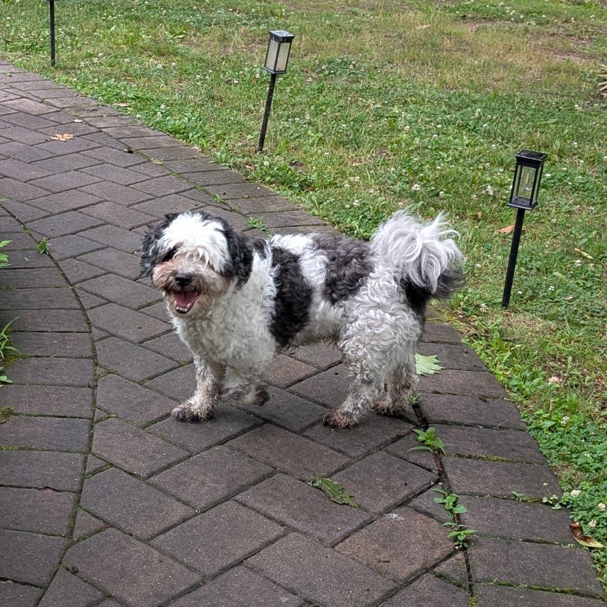 Enlarge Tuckin, a ADOPTABLE mixed breed in New York, NY image 3/6