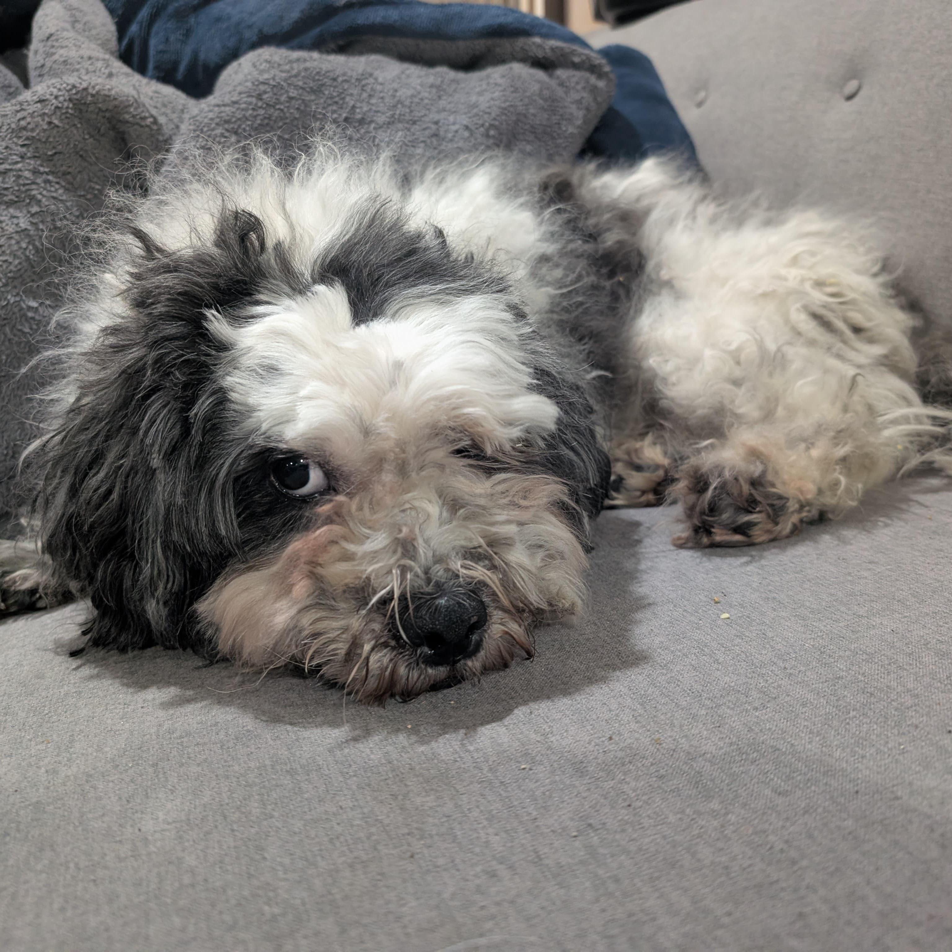 Enlarge Tuckin, a ADOPTABLE mixed breed in New York, NY image 2/6