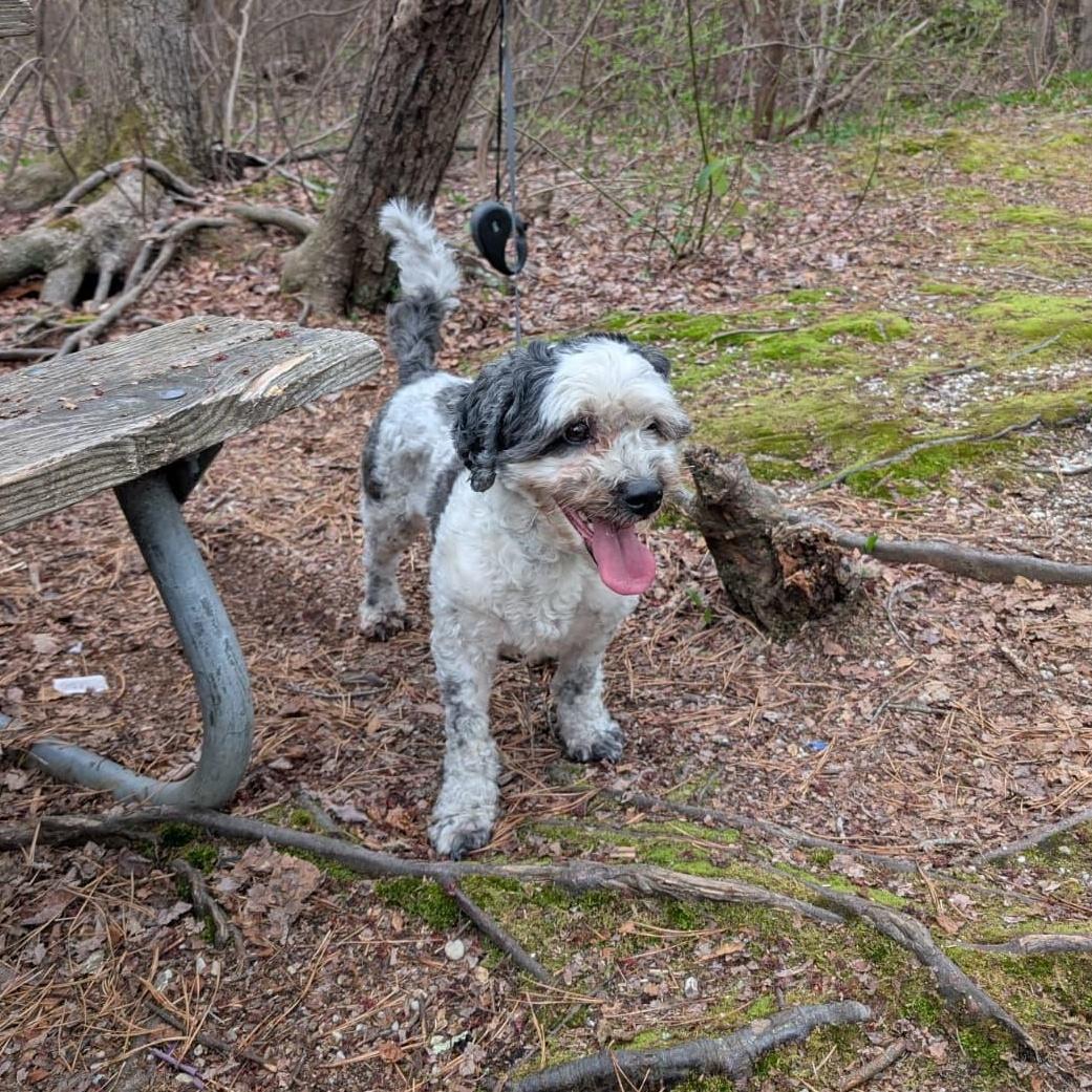 Tuckin, ADOPTABLE, Adult Male Shih poo.