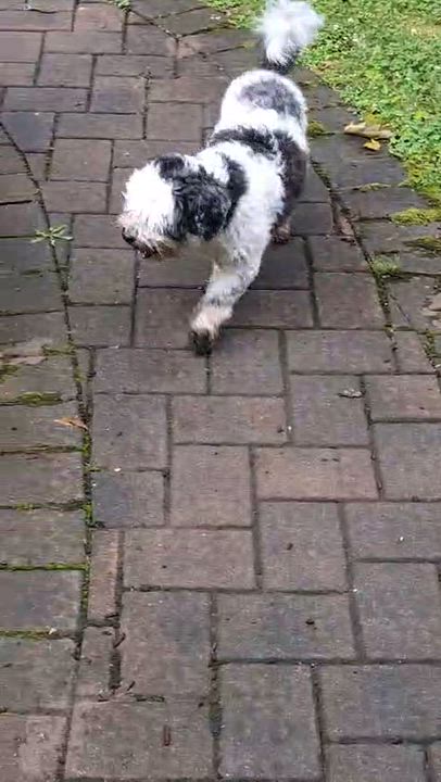Enlarge Tuckin, a ADOPTABLE mixed breed in New York, NY video 5/6