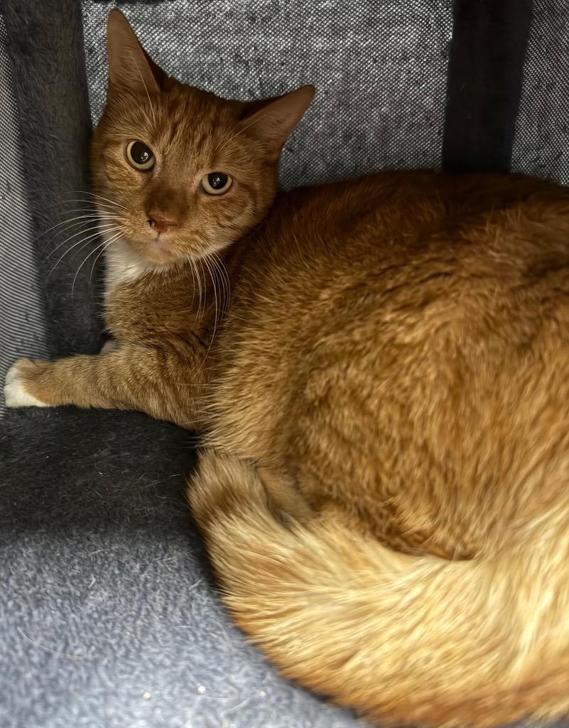 Tiger, Adoptable, Adult Male Domestic Short Hair.