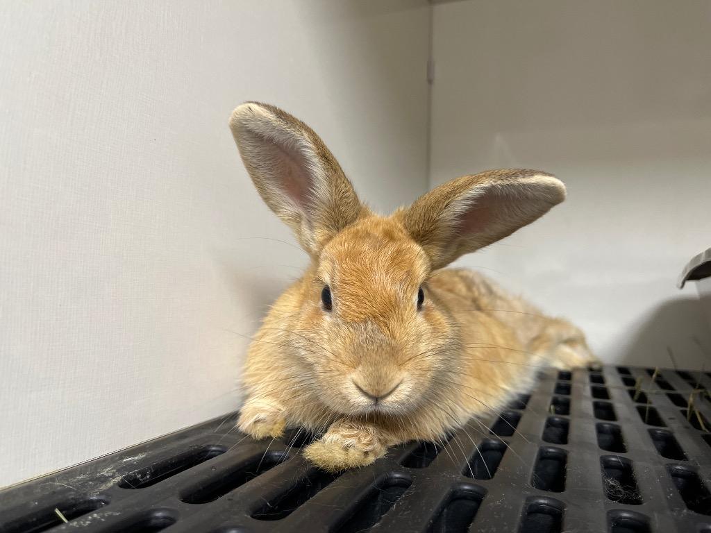 Enlarge Lava Girl / Shark Boy, a Adoptable Cinnamon in Pflugerville, TX image 2/3