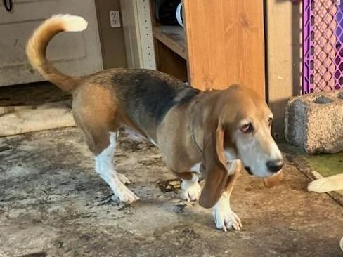 Winston II, Adoptable, Adult Male Basset Hound.