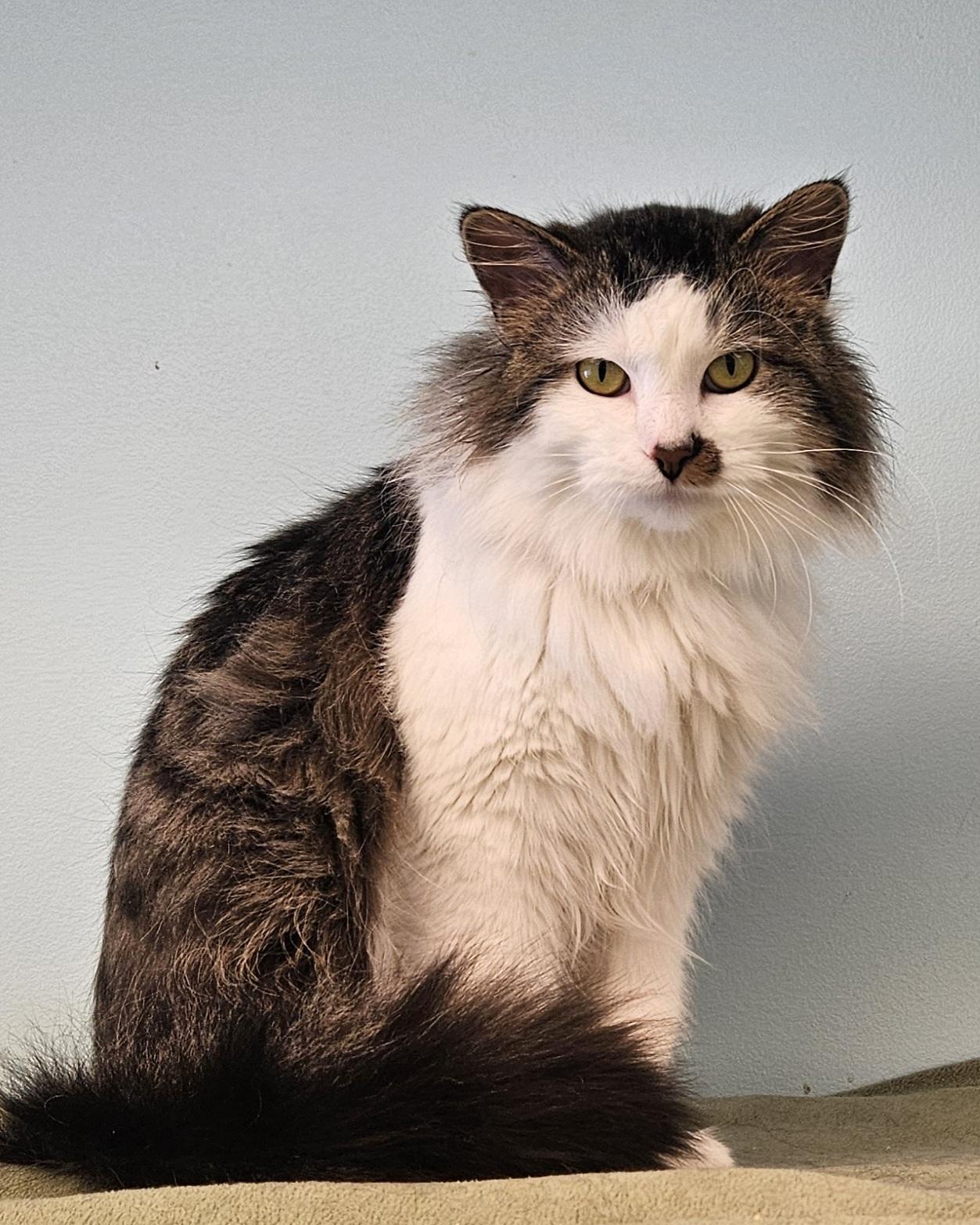 Roman, ADOPTABLE, Adult Male Domestic Long Hair.
