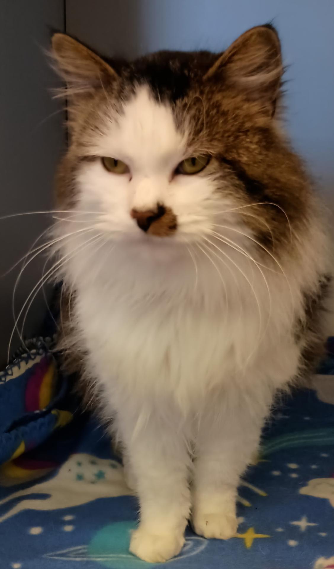 Roman, a ADOPTABLE Domestic Long Hair in Washburn, WI image 2/3