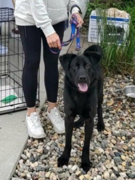 Farley, an adoptable Black Labrador Retriever in Hutchinson, MN, 55350 | Photo Image 2