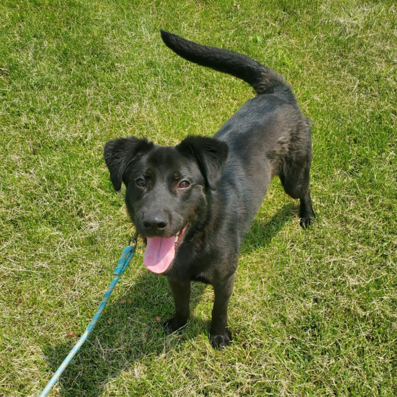 Farley, an adoptable Black Labrador Retriever in Hutchinson, MN, 55350 | Photo Image 1