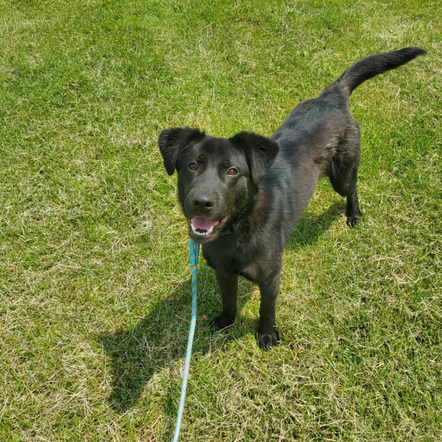 Farley, an adoptable Black Labrador Retriever in Hutchinson, MN, 55350 | Photo Image 3