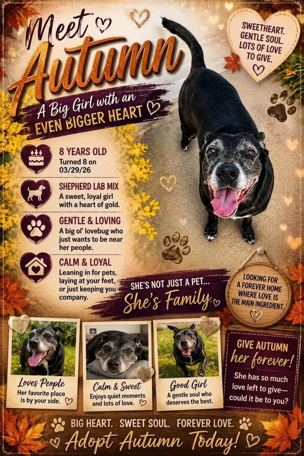 Enlarge Autumn, a Adoptable mixed breed in Winter haven, FL image 2/2