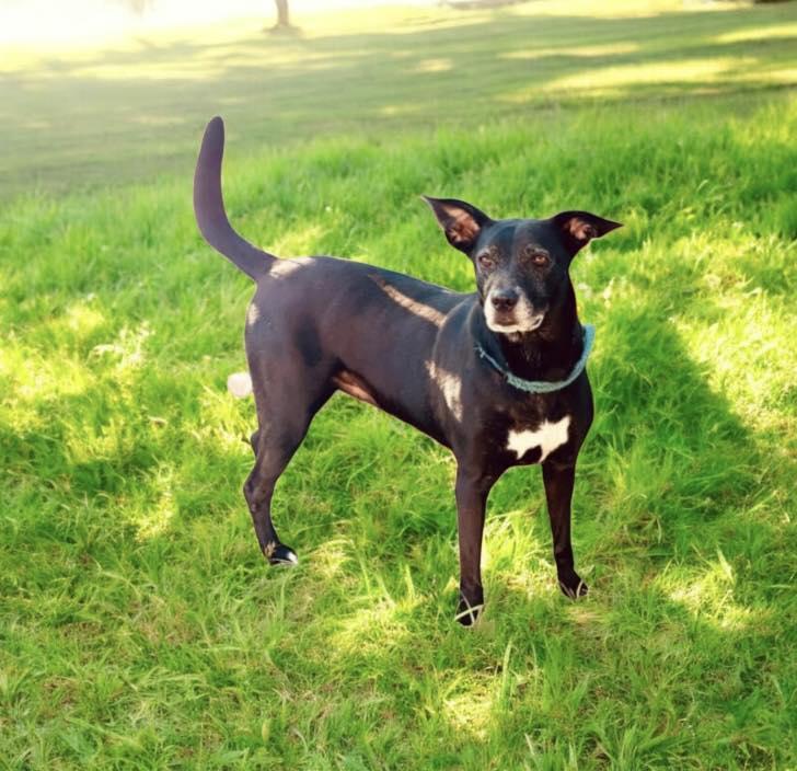 Autumn, Adoptable, Adult Female Black Labrador Retriever & German Shepherd Dog.