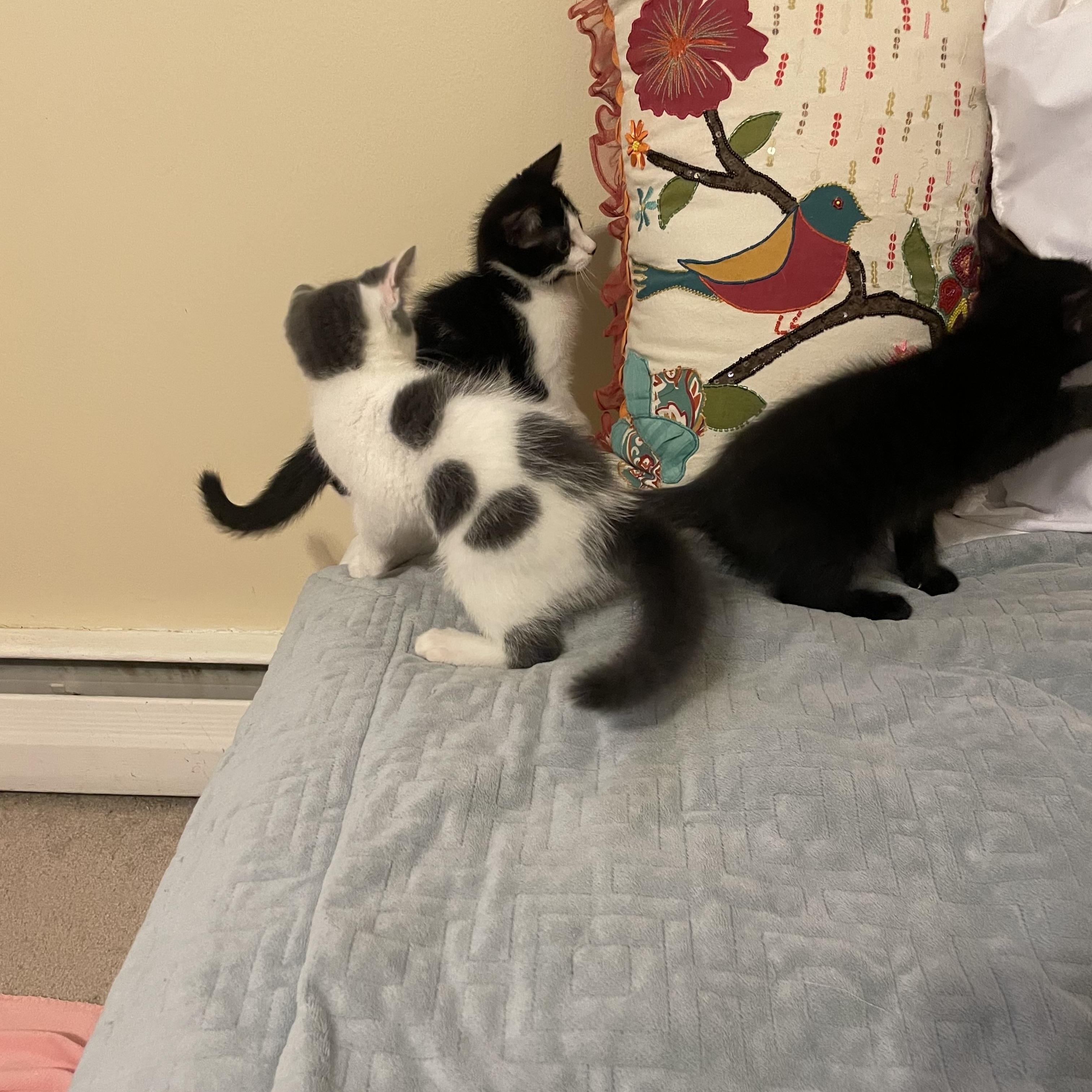 Enlarge Phineas, a Adoptable Domestic Short Hair in Watchung, NJ image 3/4