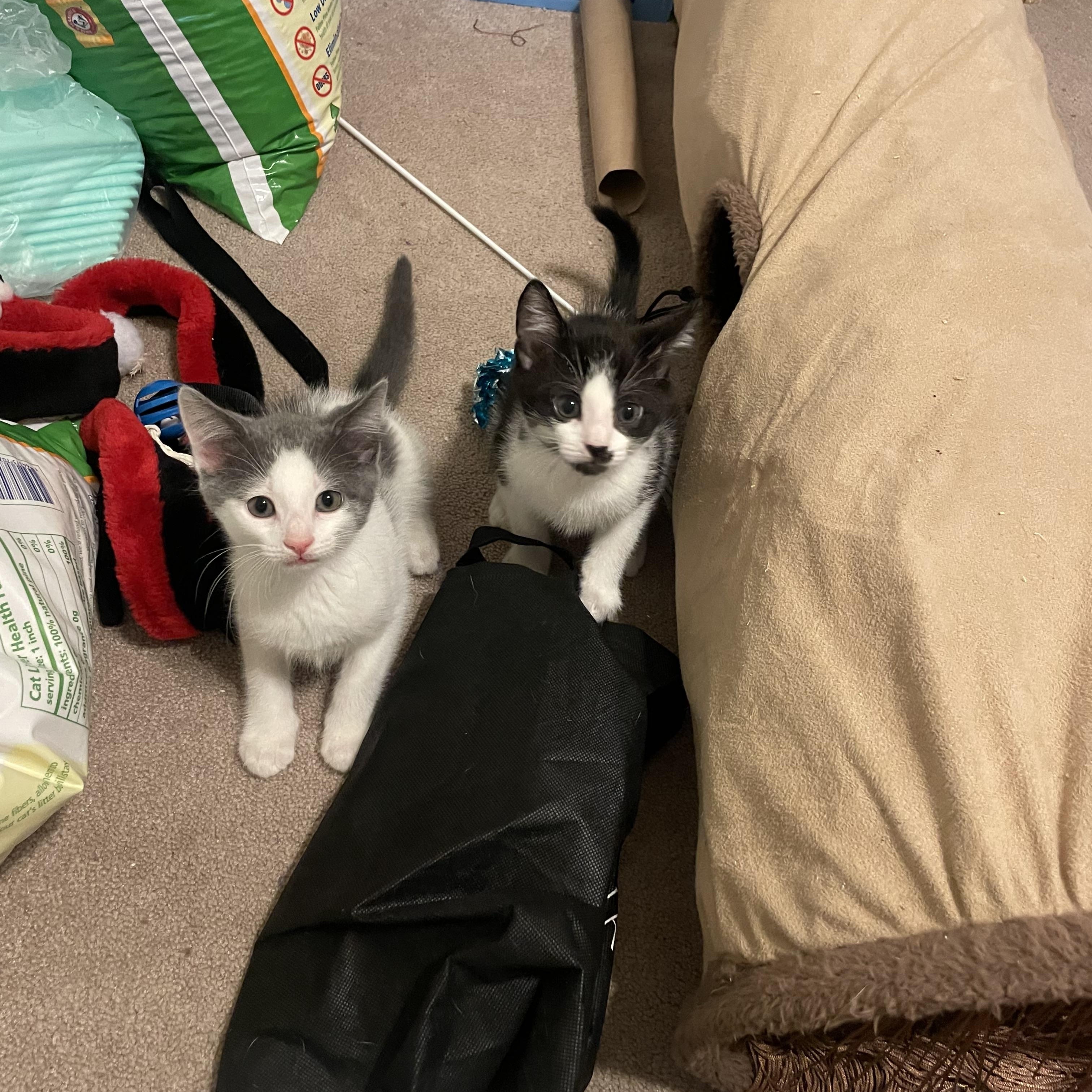 Enlarge Phineas, a Adoptable Domestic Short Hair in Watchung, NJ image 4/4