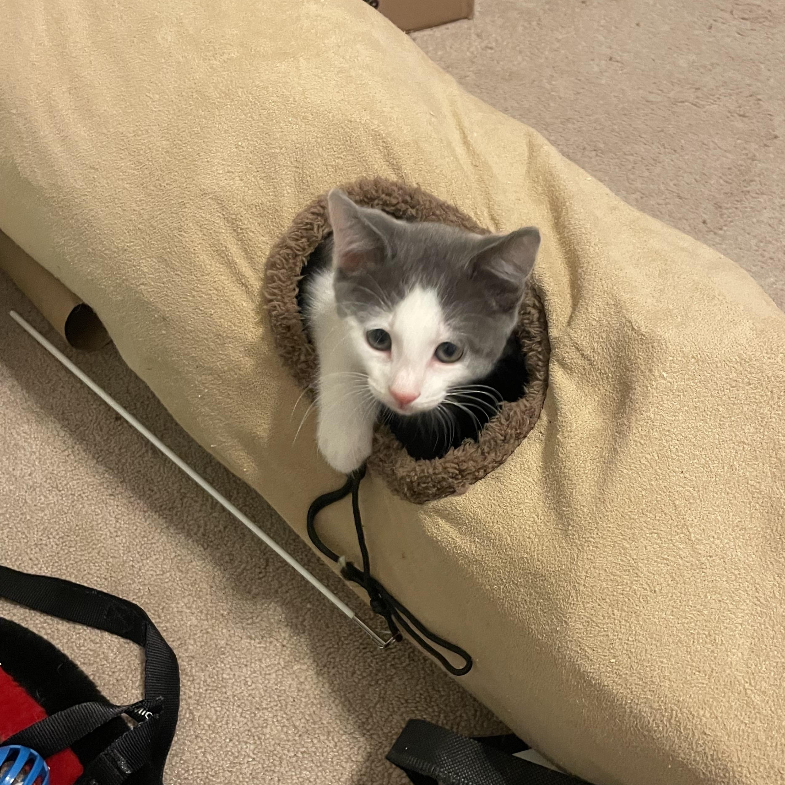 Phineas, Adoptable, Kitten Male Domestic Short Hair.