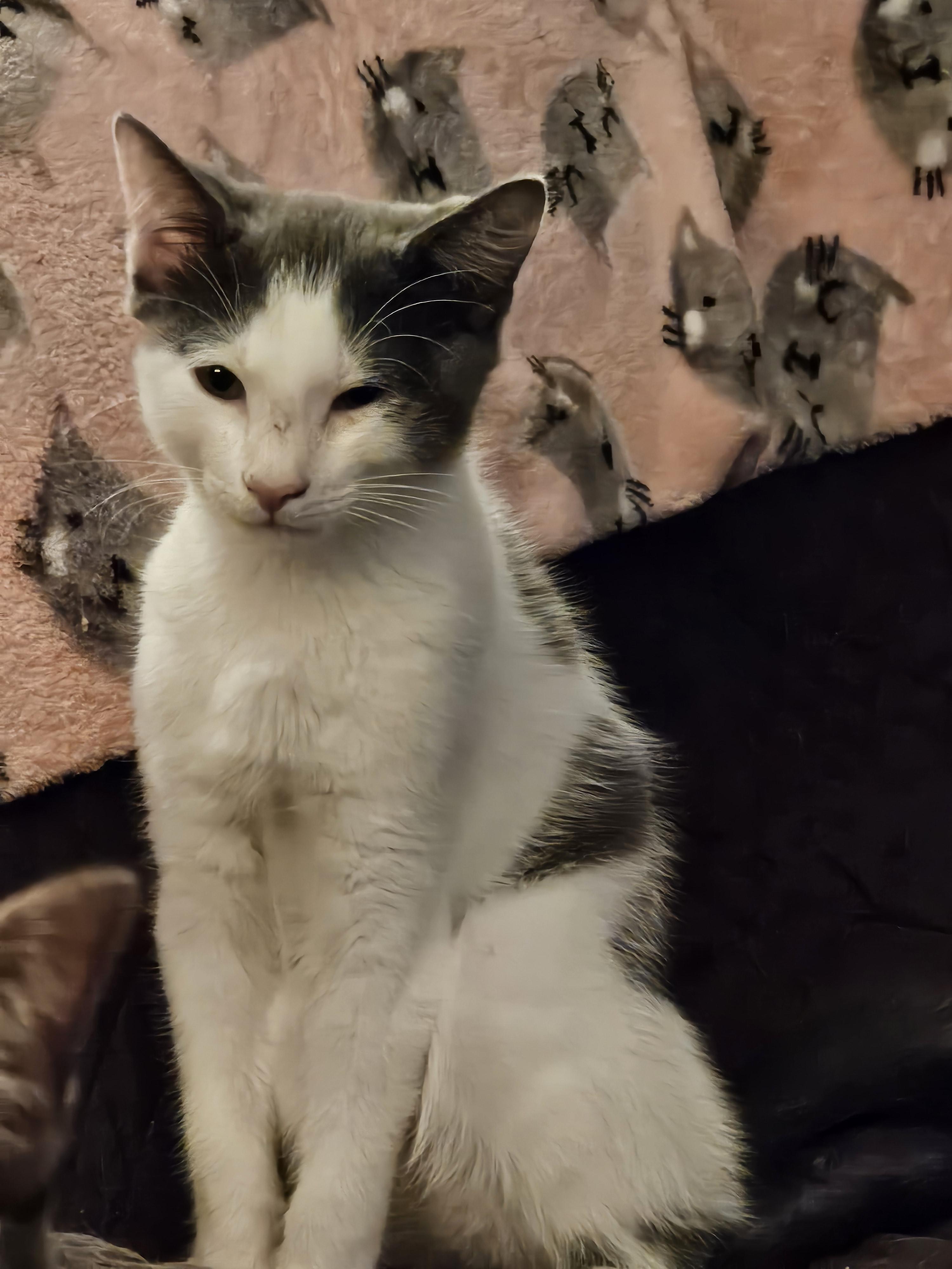 Enlarge Phineas, a Adoptable Domestic Short Hair in Watchung, NJ image 2/4