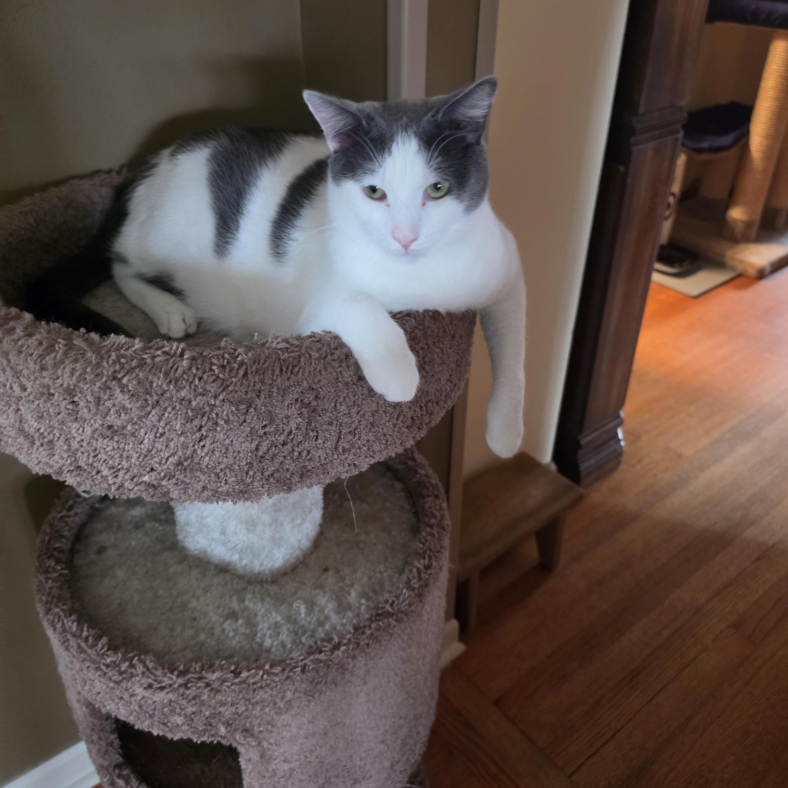 Phineas, Adoptable, Young Male Domestic Short Hair.