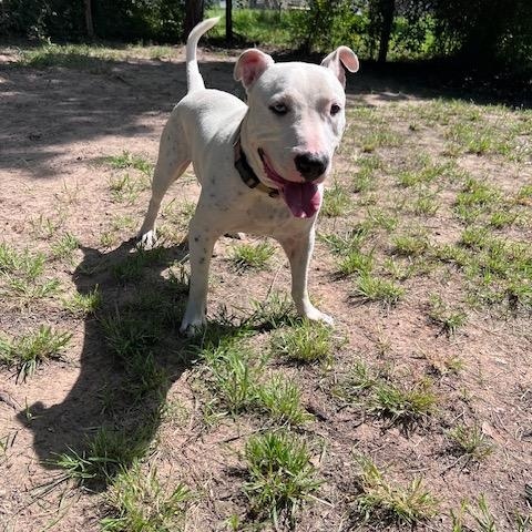 Enlarge Elvis Affectionate, Loving, Smart, Good w/Dogs, 2yrs old, 66 lbs., a Adoptable mixed breed in Fayetteville, NC image 5/6