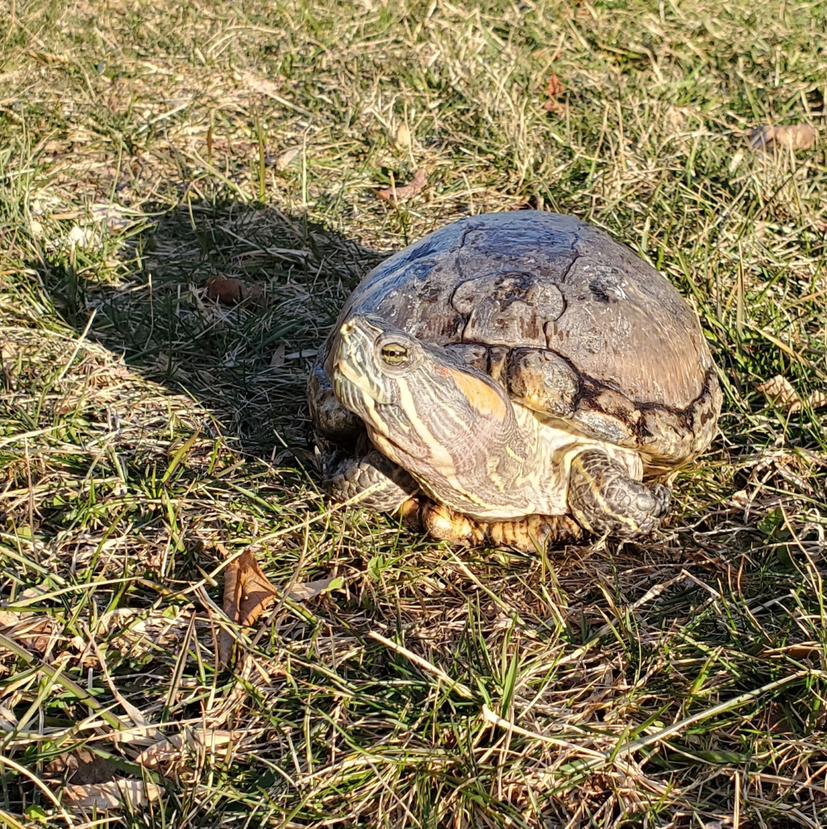 Ferti R. Slider (water turtle, 42 years old!), a Adoptable Red-Eared Slider in Baltimore, MD image 1/4