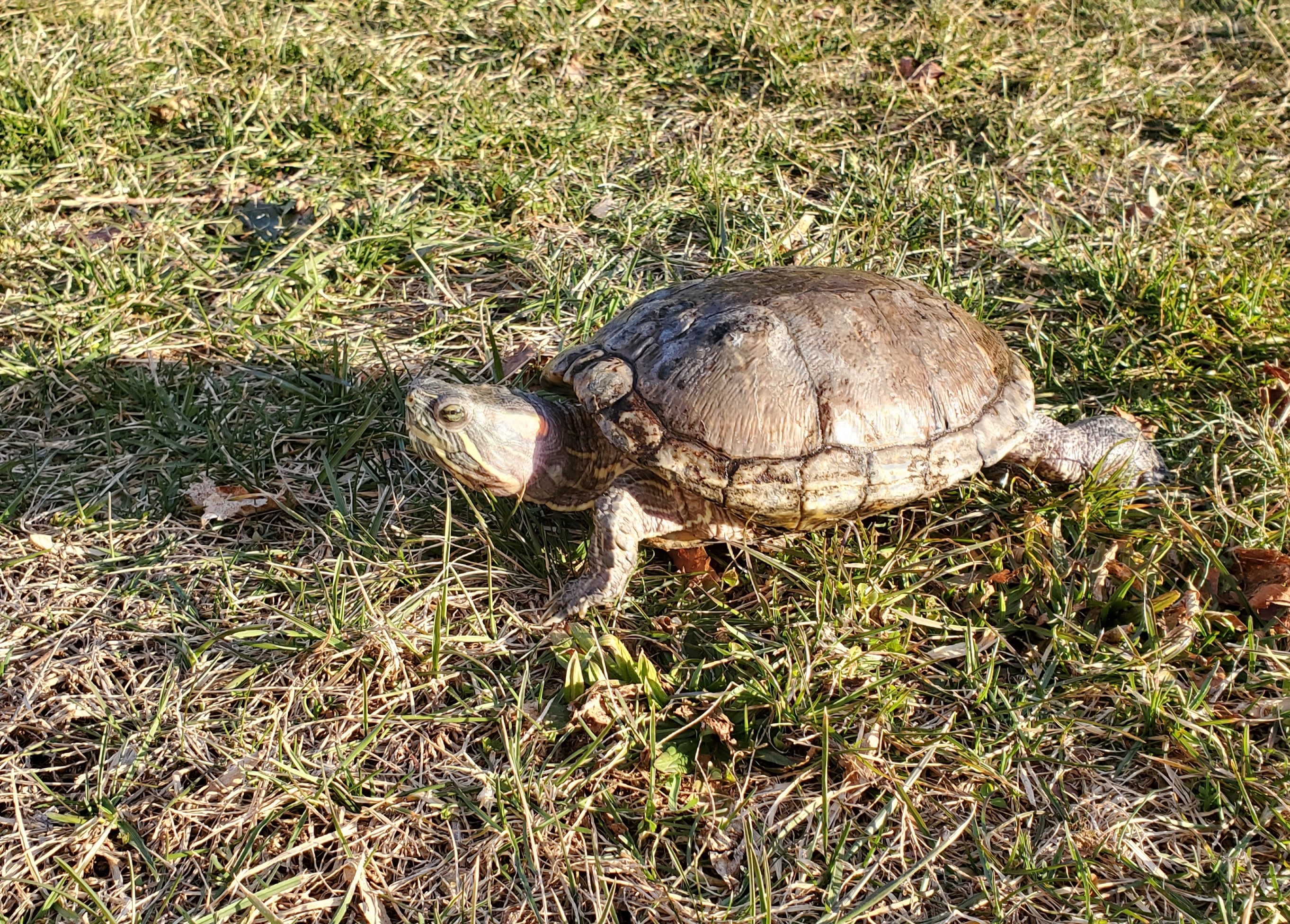 Ferti R. Slider (water turtle, 42 years old!), a Adoptable Red-Eared Slider in Baltimore, MD image 3/4