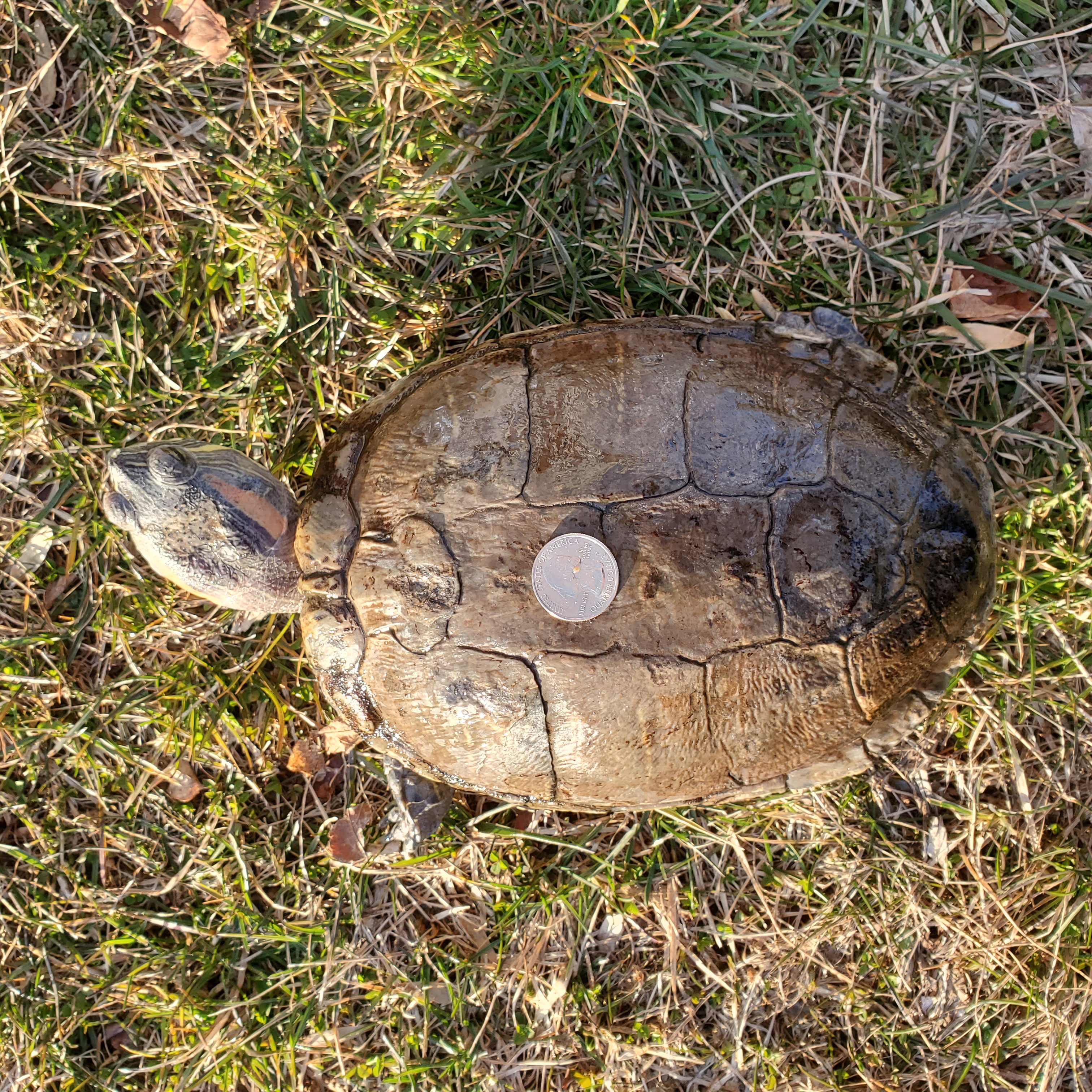 Ferti R. Slider (water turtle, 42 years old!), a Adoptable Red-Eared Slider in Baltimore, MD image 4/4