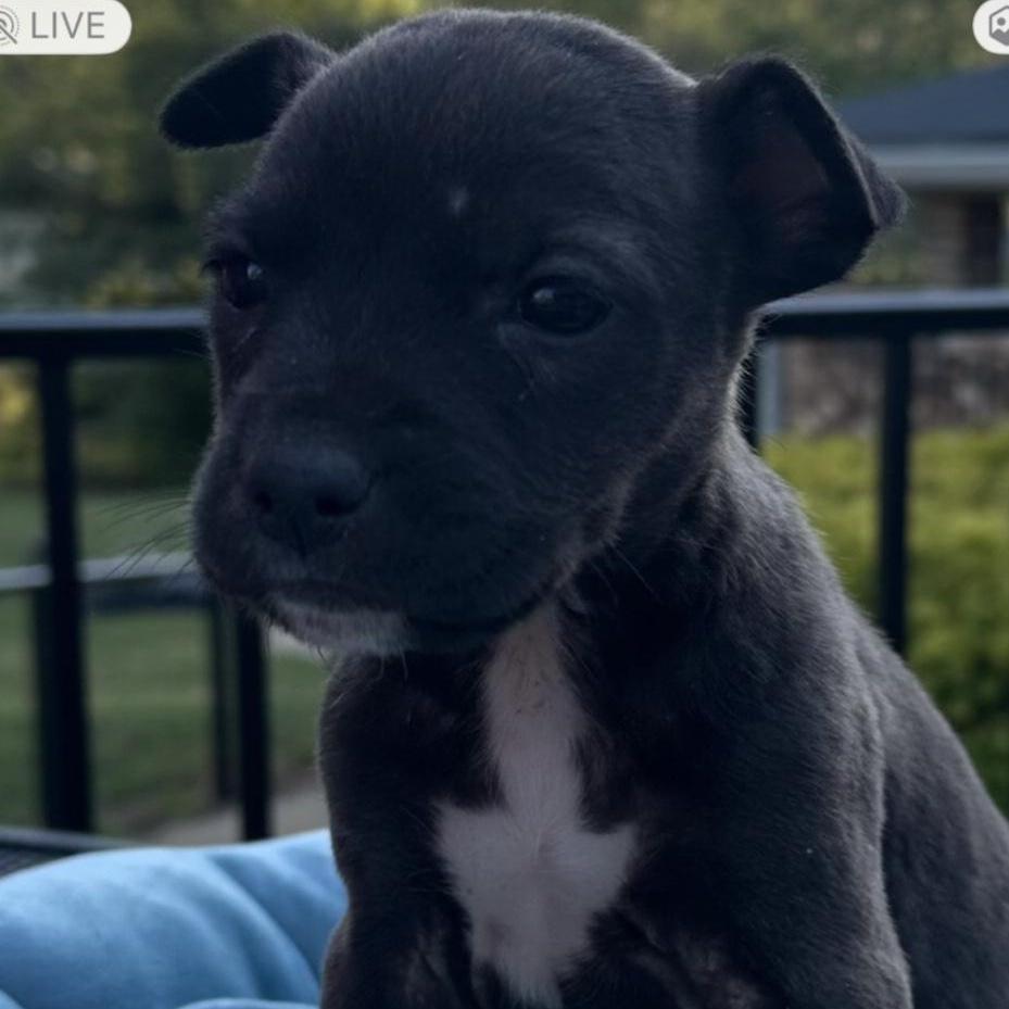 Holli, adoptable, Puppy Female Labrador Retriever & American Bulldog.