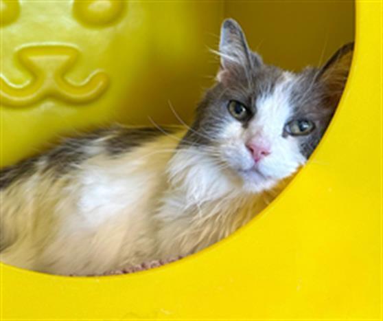 NOELLE, Adoptable, Senior Female Domestic Long Hair.