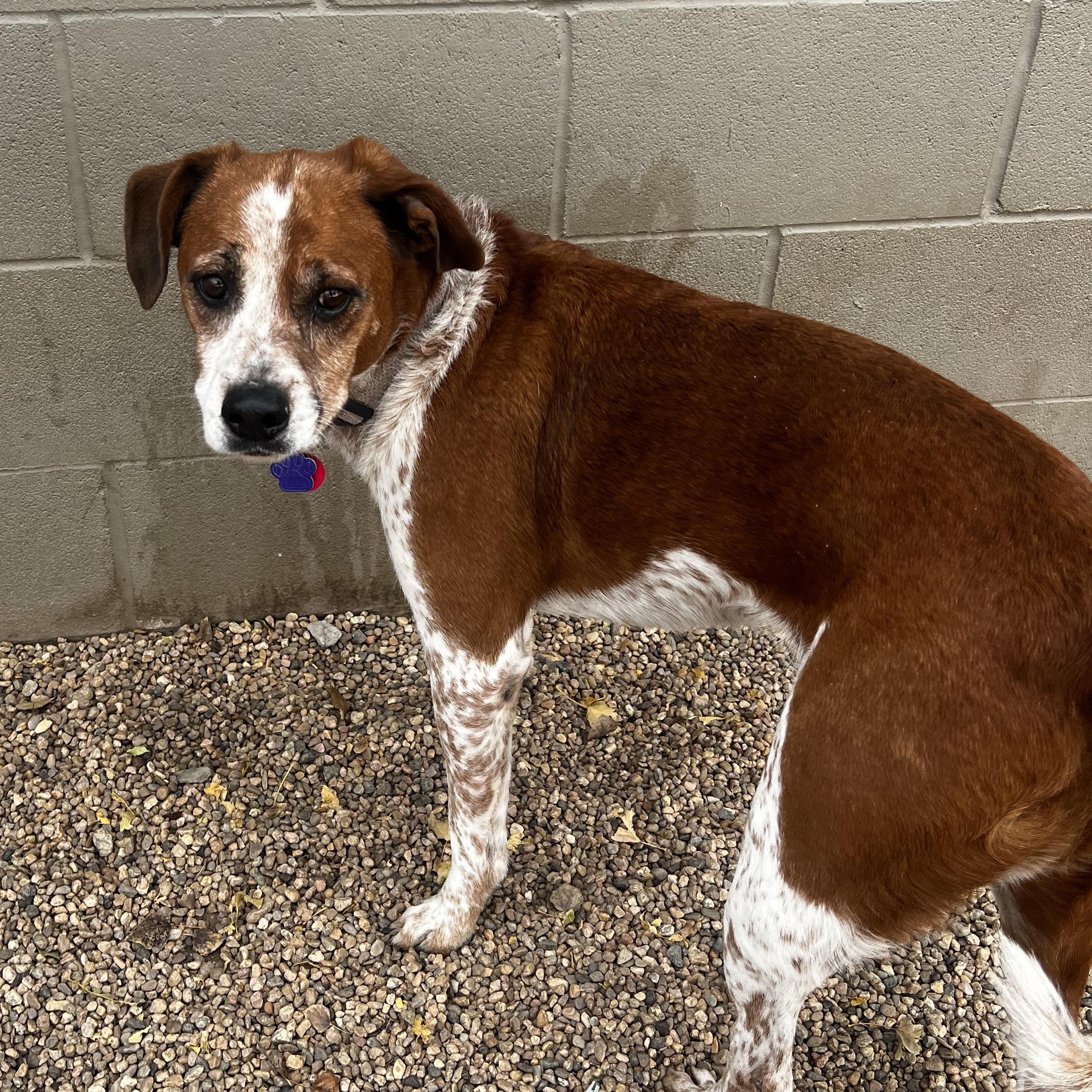 Dixie, adoptable, Adult Female Spaniel & Hound.